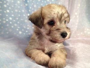 Schnoodle Female Puppy for sale 2012 Breeder Ready August